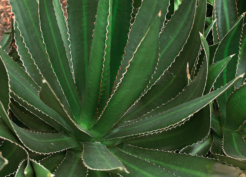 Agave lophantha